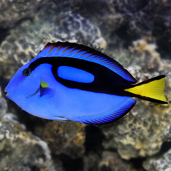Tang Blue Hepatus Lg — representative photo
