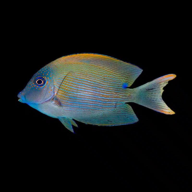Tang Bristletooth Striated — representative photo
