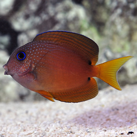 Tang Bristletooth Blue Eye — representative photo