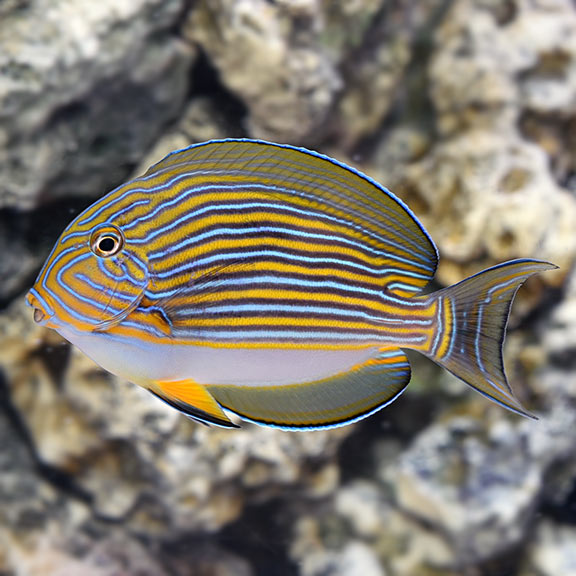 Tang Clown — representative photo