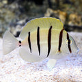 Tang Convict — representative photo