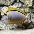 Tang Naso Blonde — representative photo
