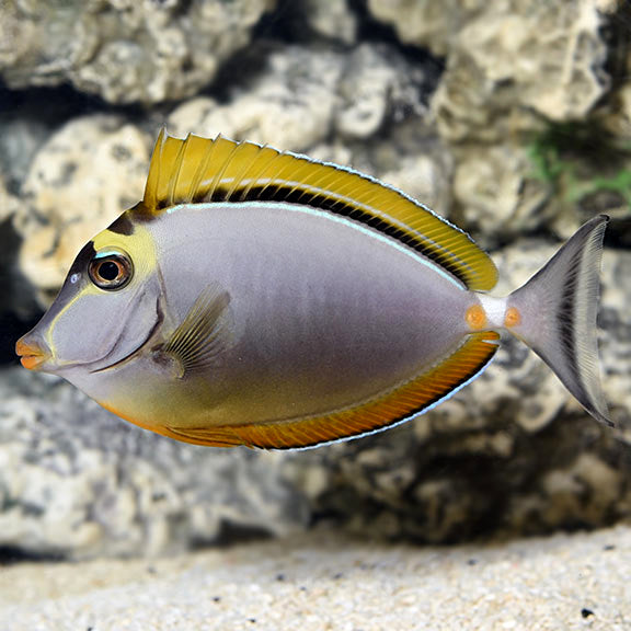 Tang Naso Blonde — representative photo