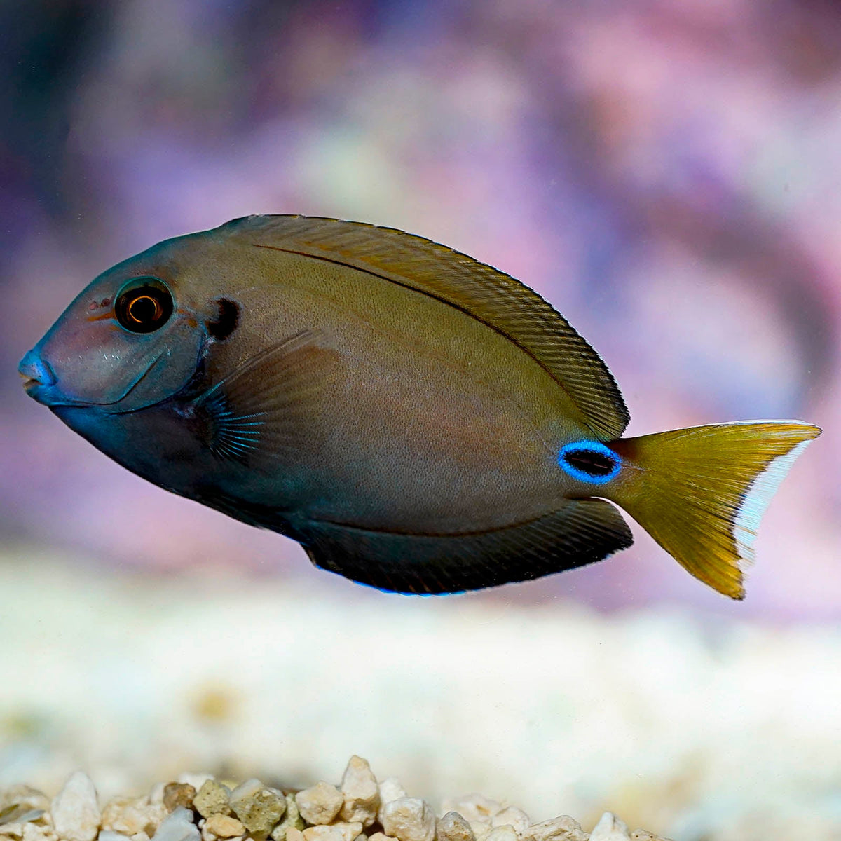 Tang Tennetti — representative photo