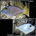 Trigger Bluejaw - Male — representative photo