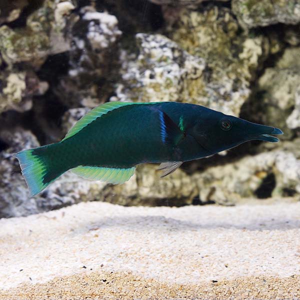Wrasse Bird Green Xlg — representative photo