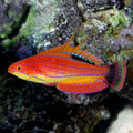 Wrasse Carpenter's Flasher — representative photo