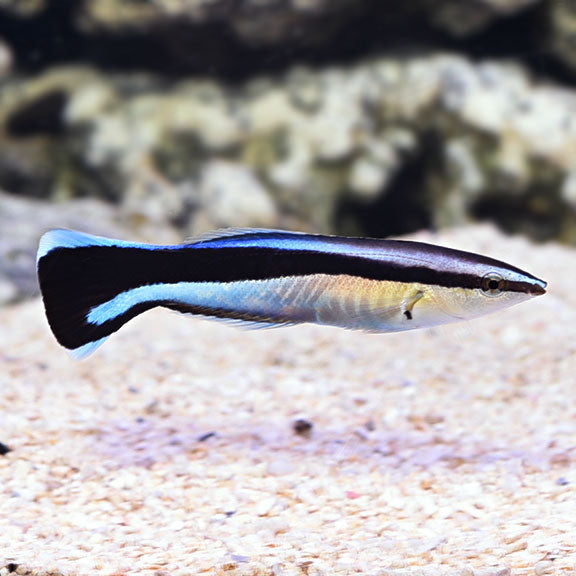 Wrasse Cleaner — representative photo