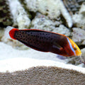 Wrasse Coris Formosa Md — representative photo