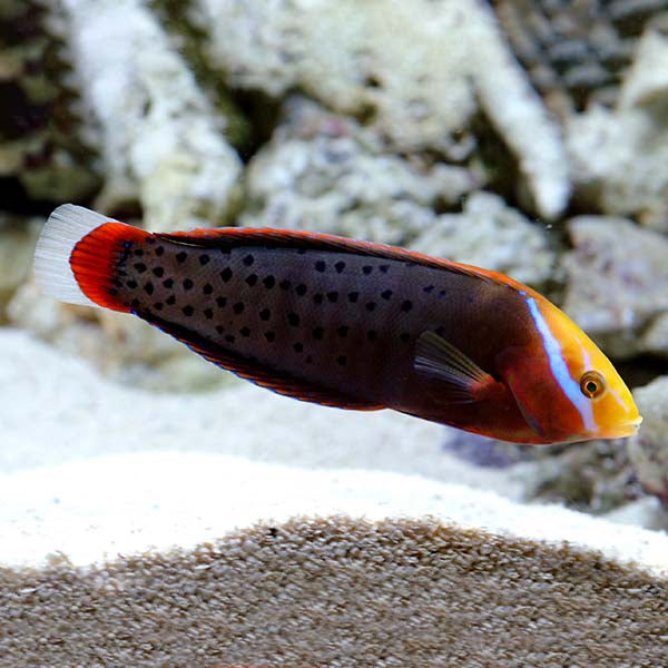 Wrasse Coris Formosa Md — representative photo