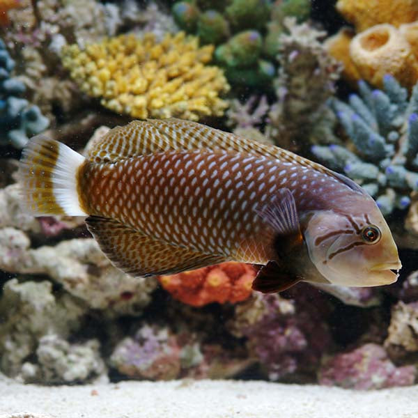 Wrasse Dragon — representative photo