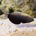 Wrasse Leopard Black — representative photo