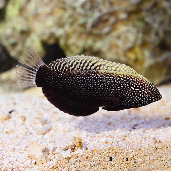 Wrasse Leopard Black — representative photo