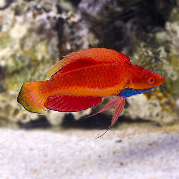Wrasse Blue Throat Fairy — representative photo
