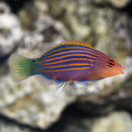 Wrasse Six Line — representative photo