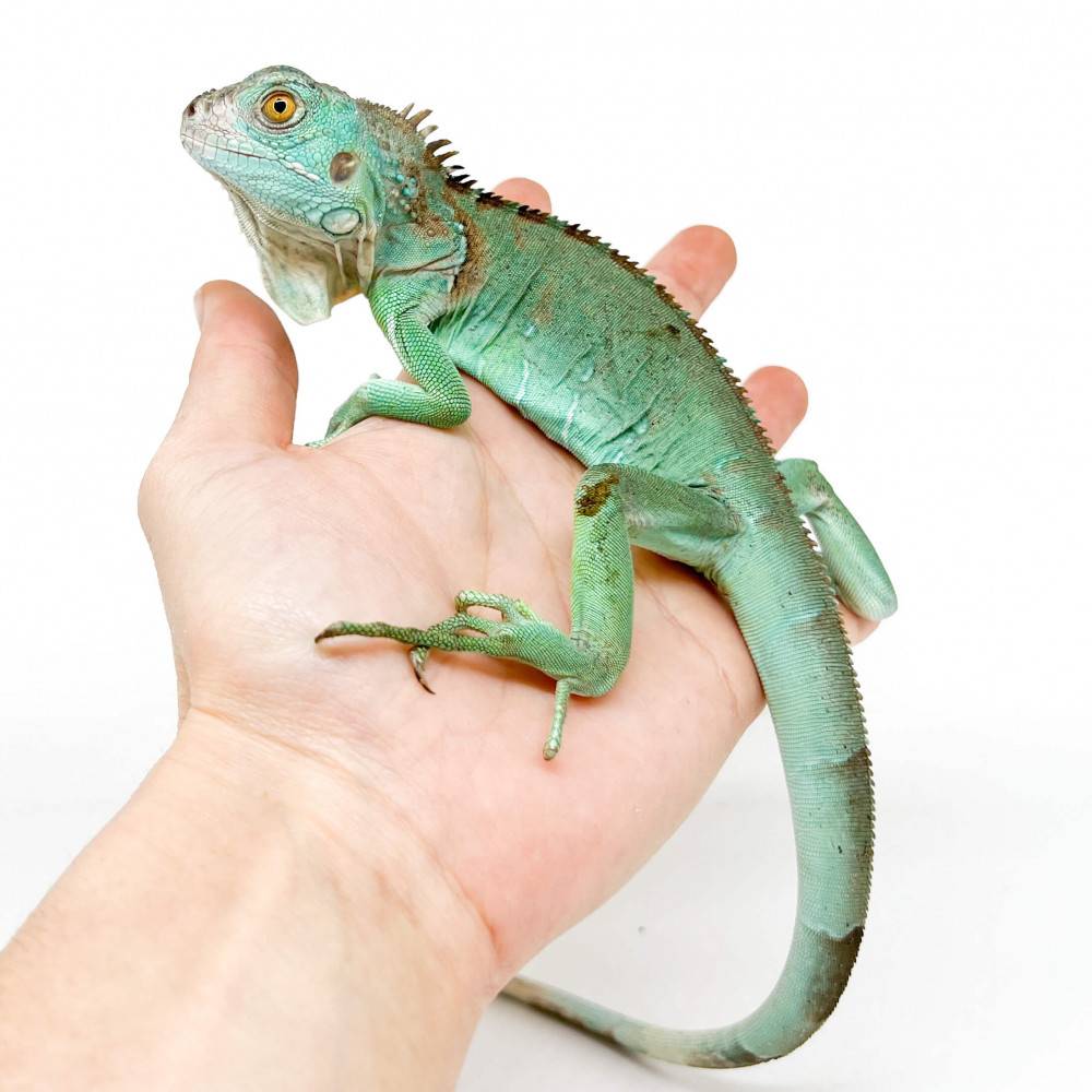 Lizard Iguana Blue — representative photo