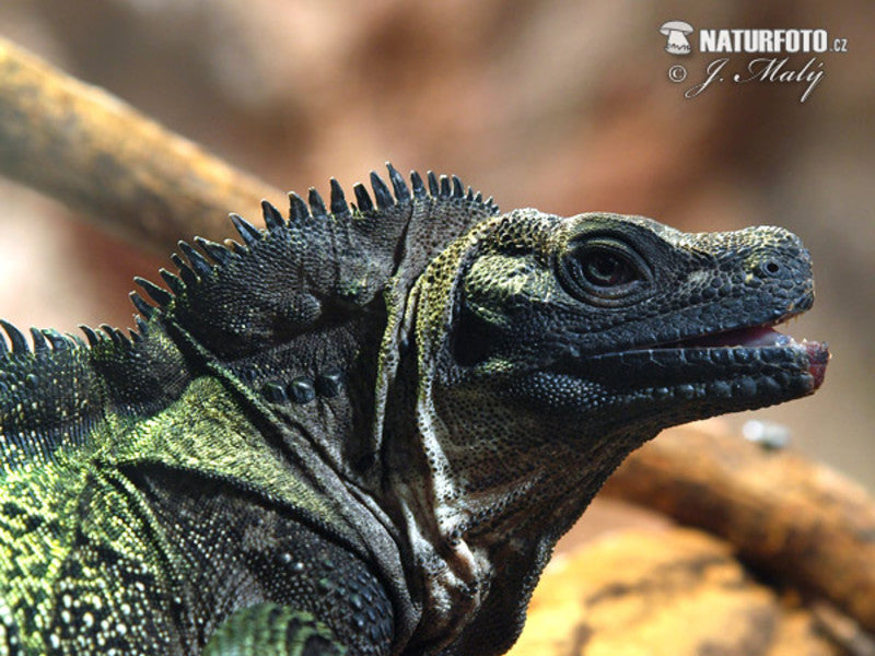 Lizard Dragon Sailfin Weber's - Baby — representative photo