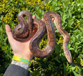 Snake Boa Rainbow Colombian (CB) — representative photo