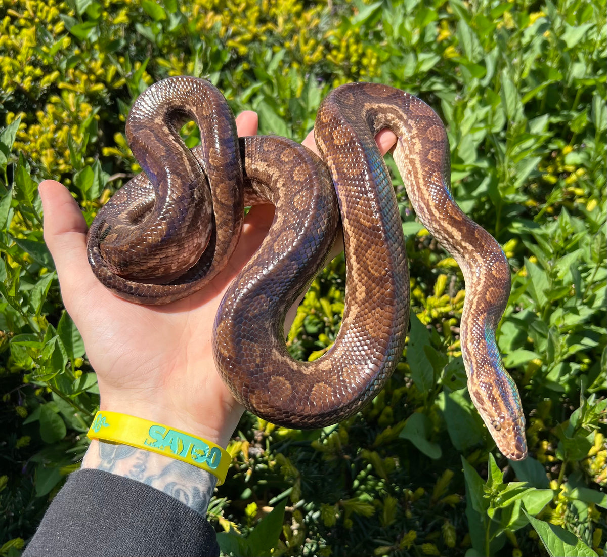 Snake Boa Rainbow Colombian (CB) — representative photo