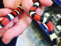 Snake Milk Pueblan Tricolor (CB) — representative photo