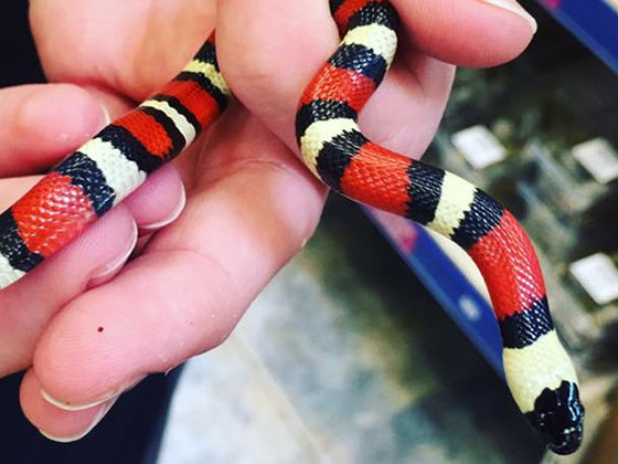 Snake Milk Pueblan Tricolor (CB) — representative photo
