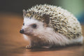 Hedgehog Pygmy (Afr) — representative photo