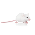 Mice White — representative photo