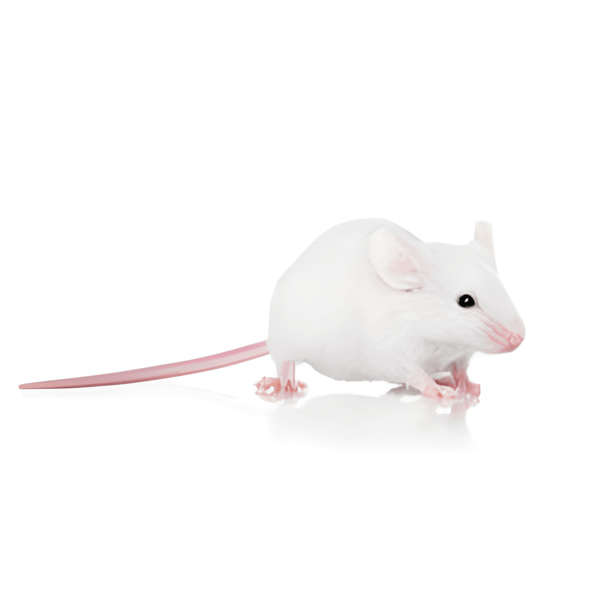 Mice White — representative photo