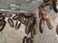 Group of live Dubia roaches together in an enclosure