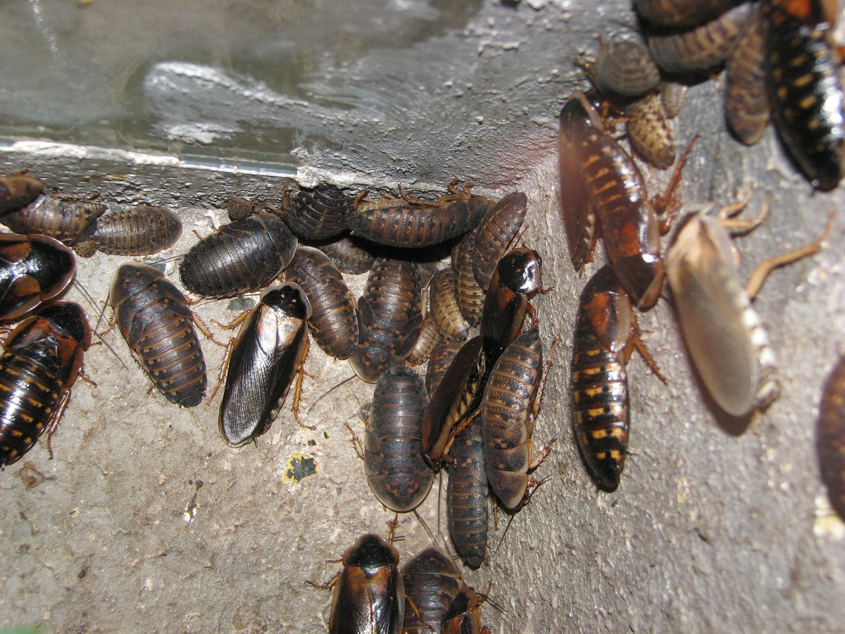 Group of live Dubia roaches together in an enclosure