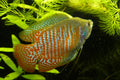 Male Dwarf Gourami (Trichogaster lalius) — CC BY-SA 3.0 via Wikimedia Commons