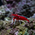 Representative image of Blood Red Fire Shrimp