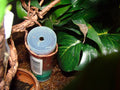 Feeder fruit fly culture in a small plastic container