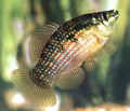 Florida Flagfish (Jordanella floridae) — real specimen photo via Wikimedia Commons