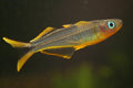 Male Forktail Blue-eye (Pseudomugil furcatus) — Dirk Godlinski, CC BY-SA 3.0 via Wikimedia Commons