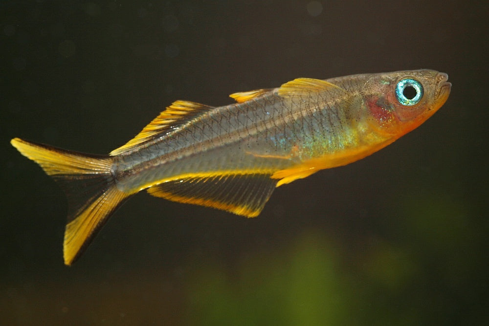 Male Forktail Blue-eye (Pseudomugil furcatus) — Dirk Godlinski, CC BY-SA 3.0 via Wikimedia Commons
