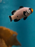 Actual Frostbite Storm Clownfish
