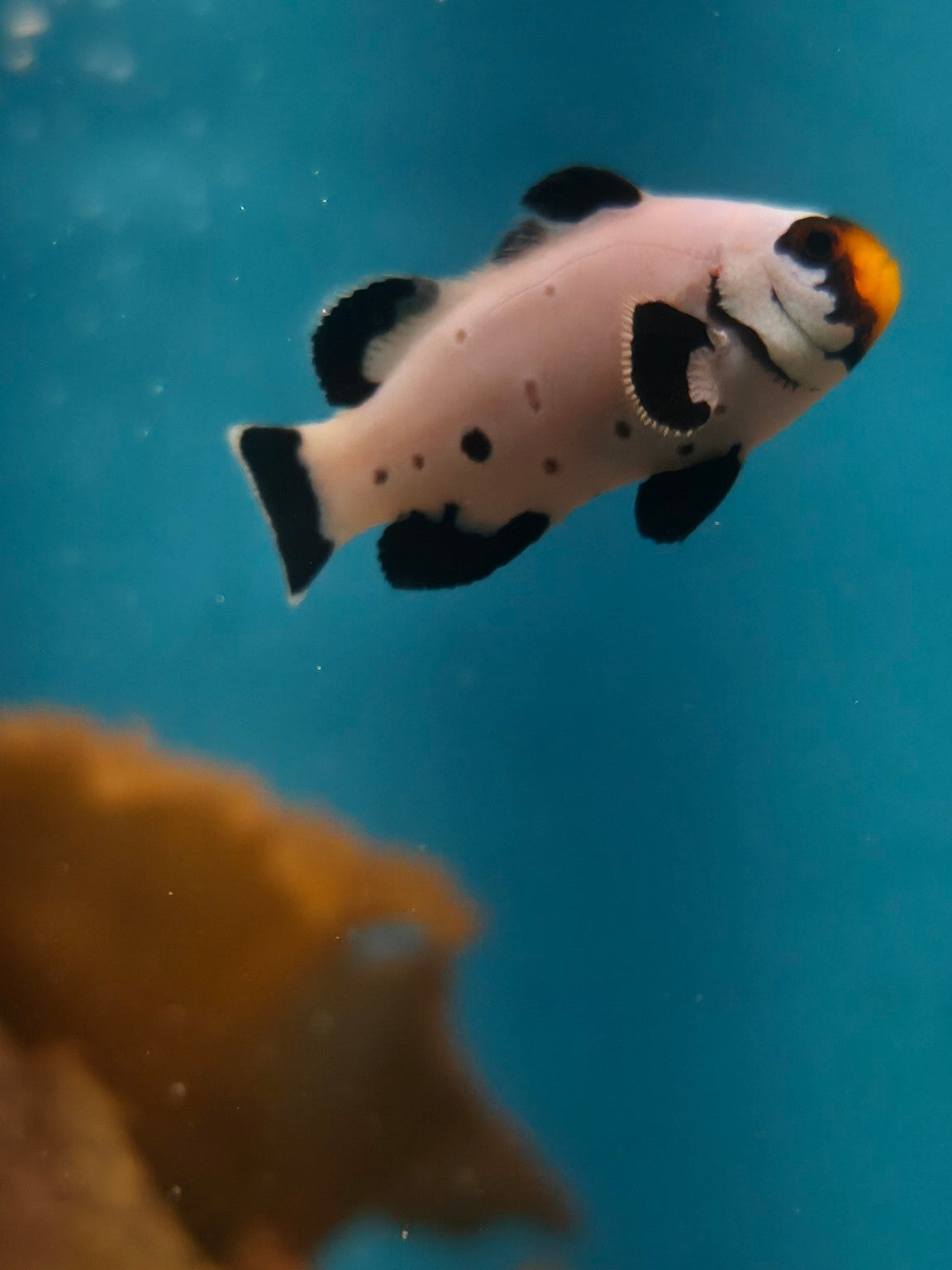 Actual Frostbite Storm Clownfish