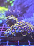 Frozen Hornet and Blow Pop zoanthid colony WYSIWYG