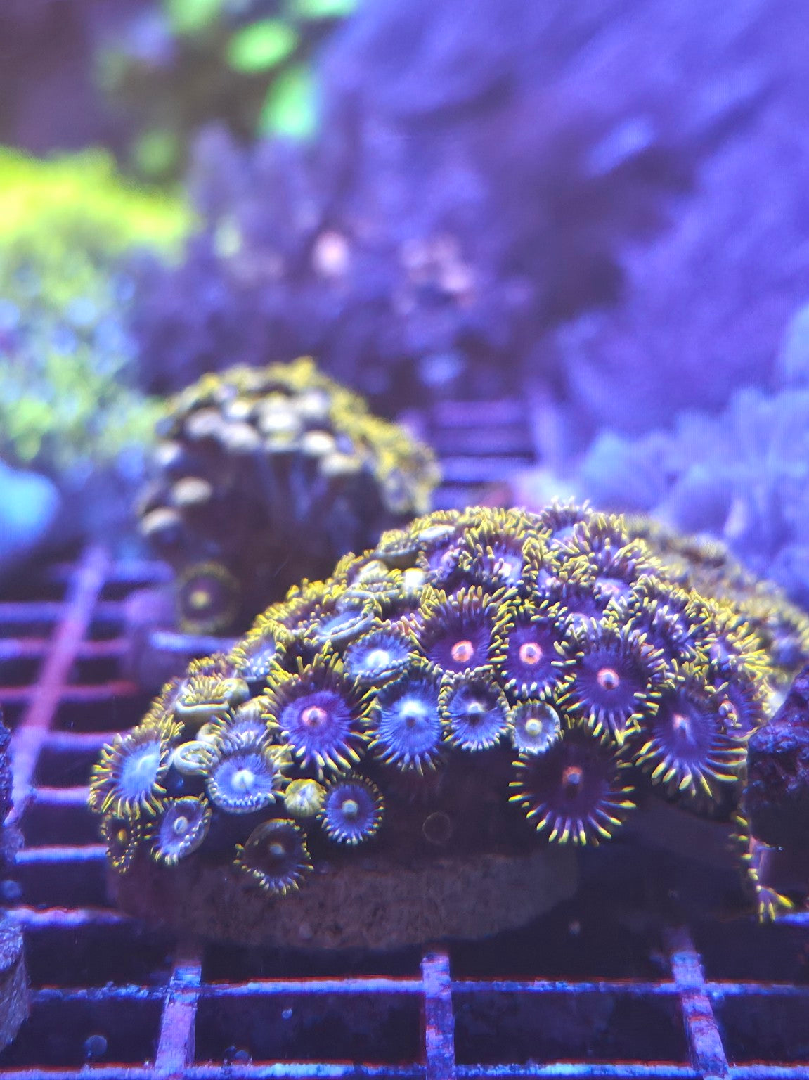 Frozen Hornet and Blow Pop zoanthid colony WYSIWYG
