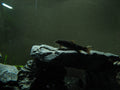 Garra rufa algae eater — real specimen photo via Wikimedia Commons