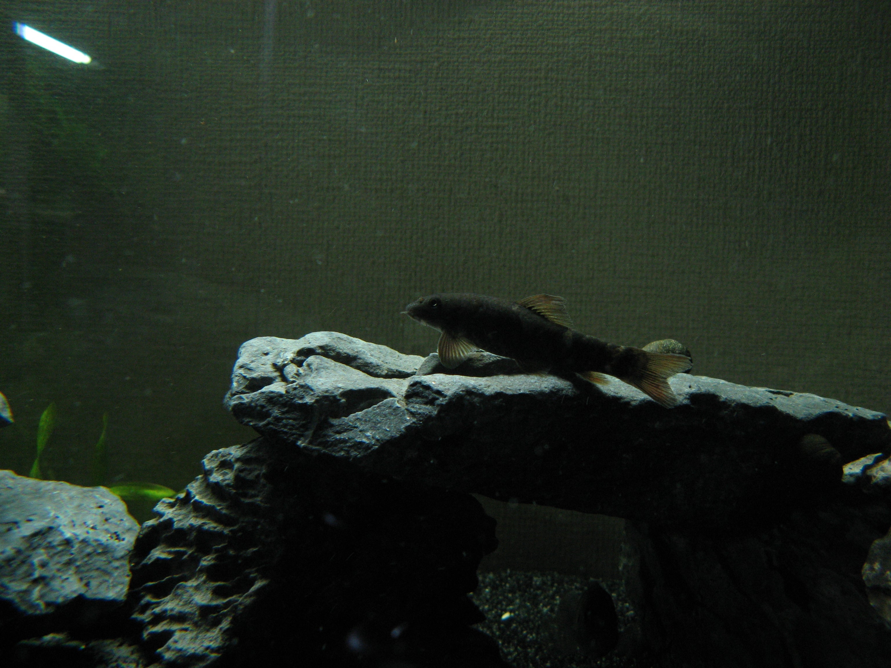 Garra rufa algae eater — real specimen photo via Wikimedia Commons
