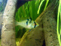 German Blue Ram (Mikrogeophagus ramirezi) — real specimen photo via Wikimedia Commons