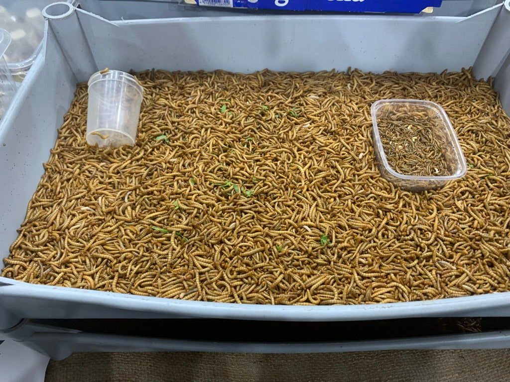Mealworm larvae displayed at a terrarium show