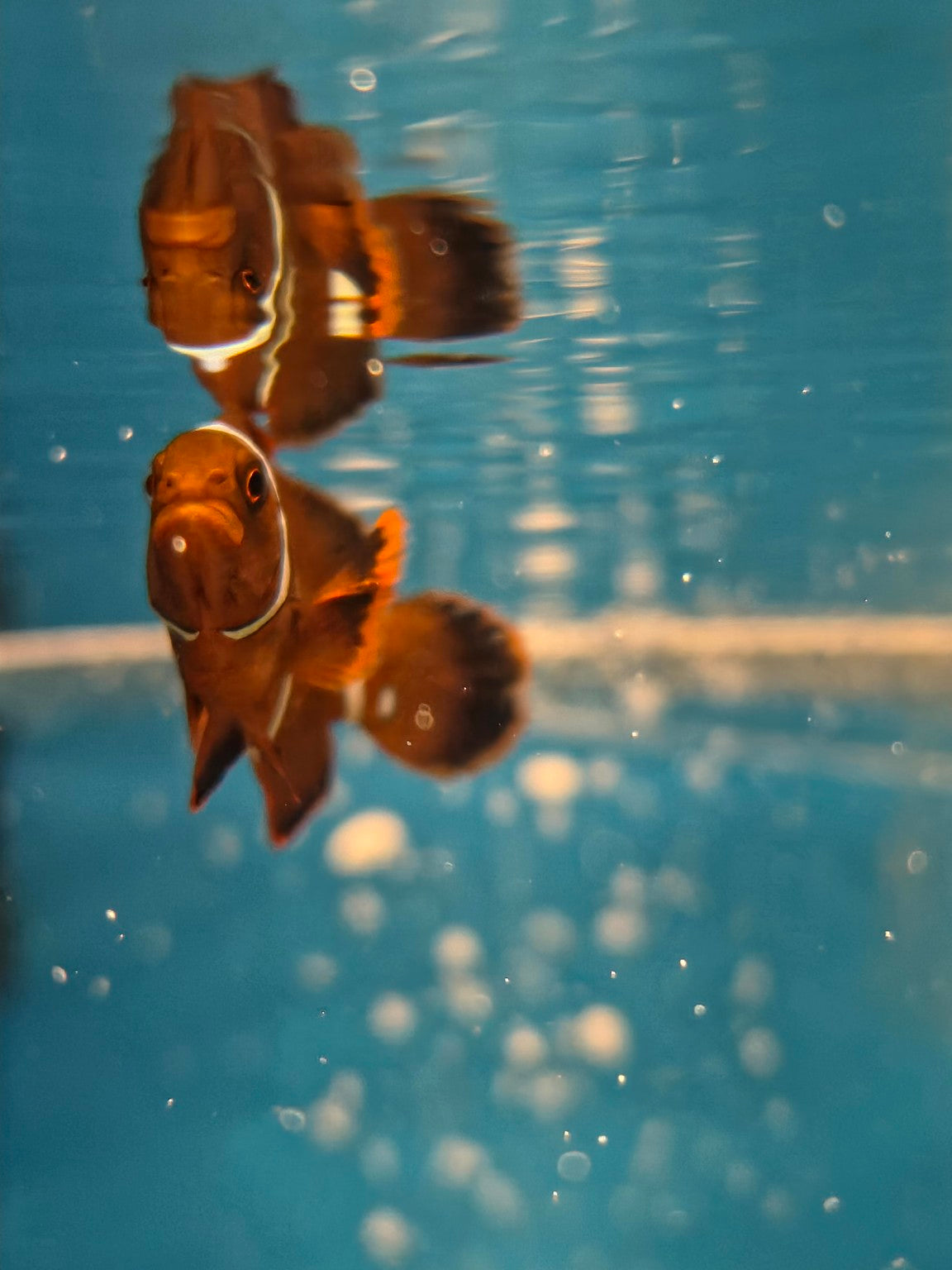 Actual Gold Stripe Maroon Clownfish