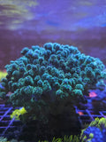 Green Pocillopora coral colony