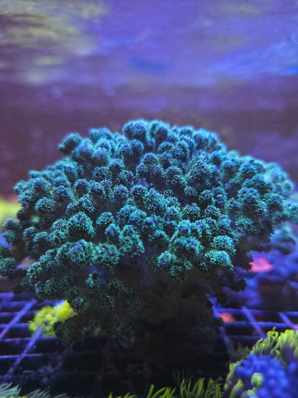Green Pocillopora coral colony