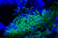 Real Briareum green star polyp coral under moonlight LED lighting