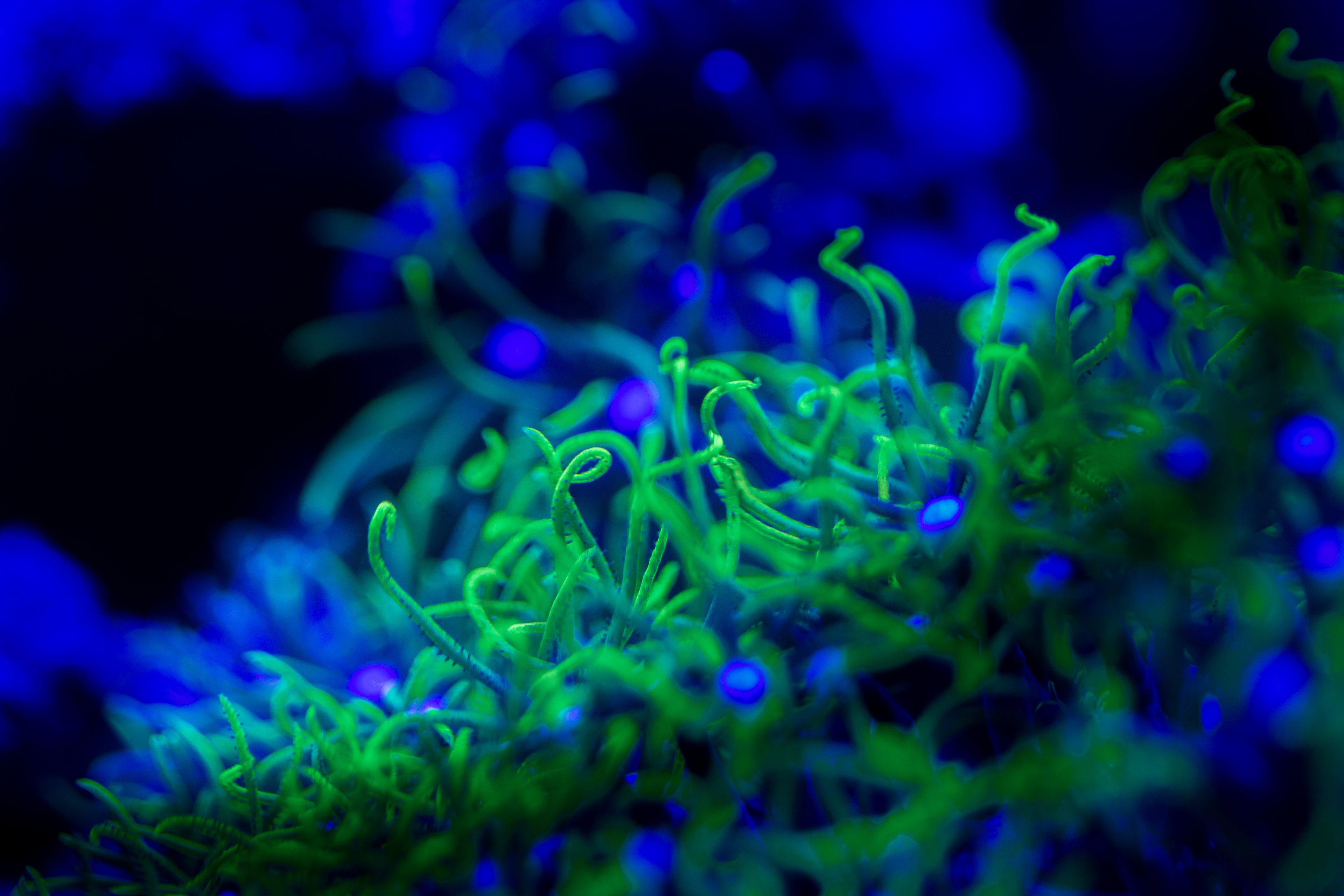 Real Briareum green star polyp coral under moonlight LED lighting