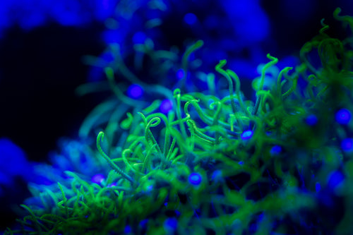 Real Briareum green star polyp coral under moonlight LED lighting